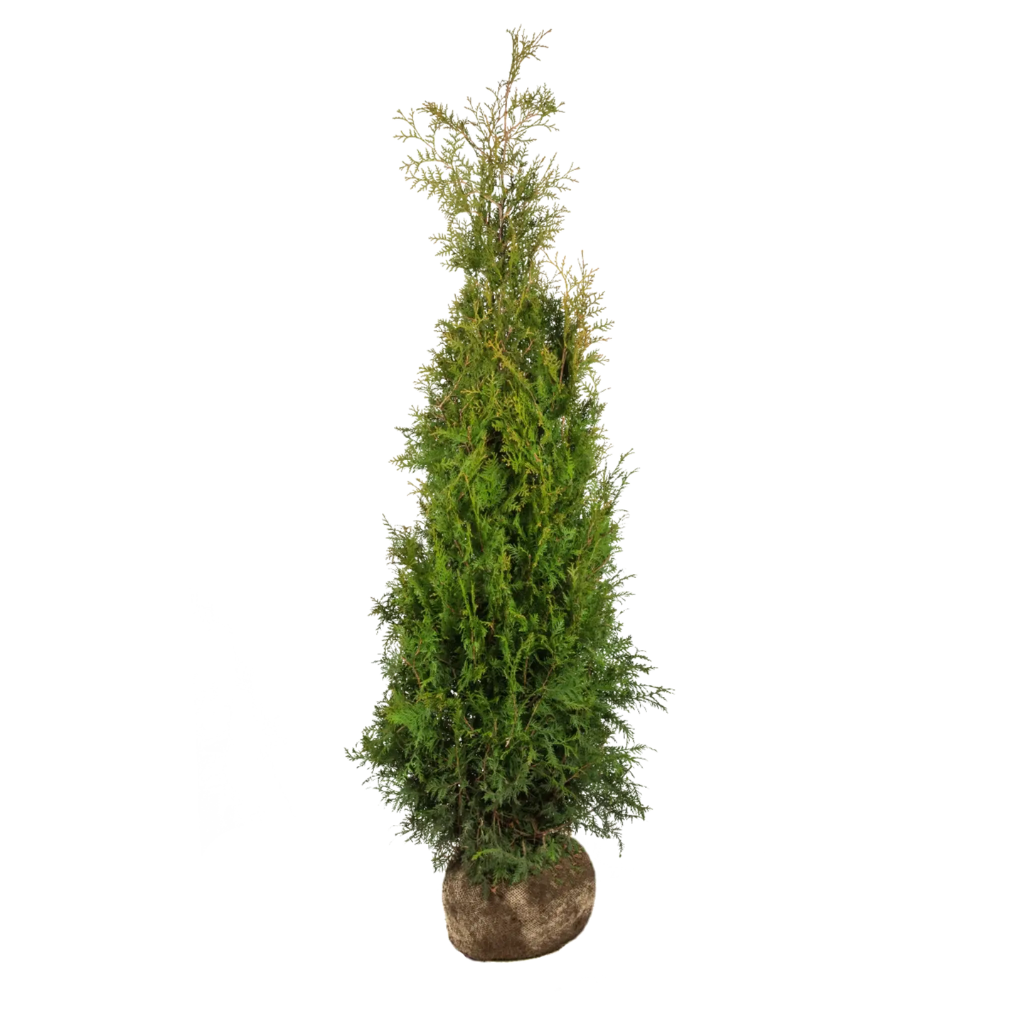 Thuja Brabant