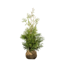 Thuja Brabant