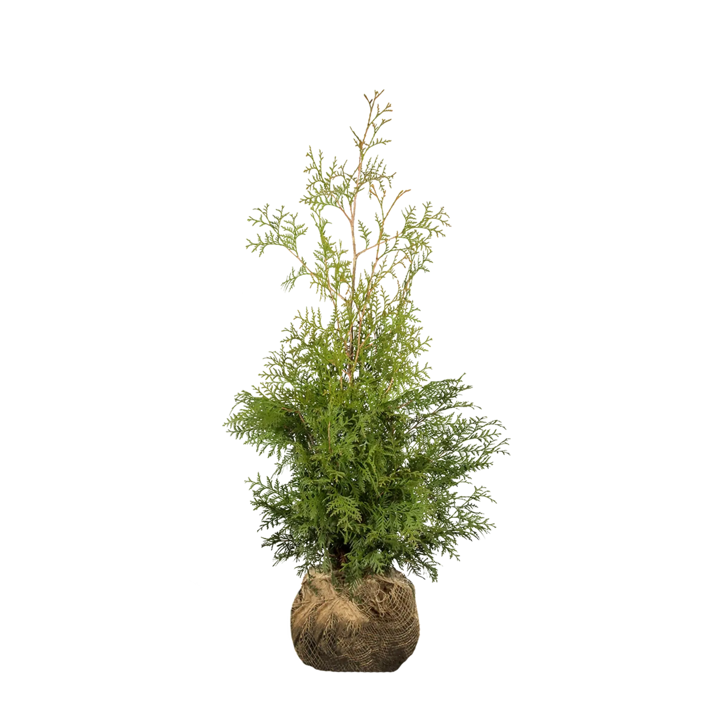 Thuja Brabant