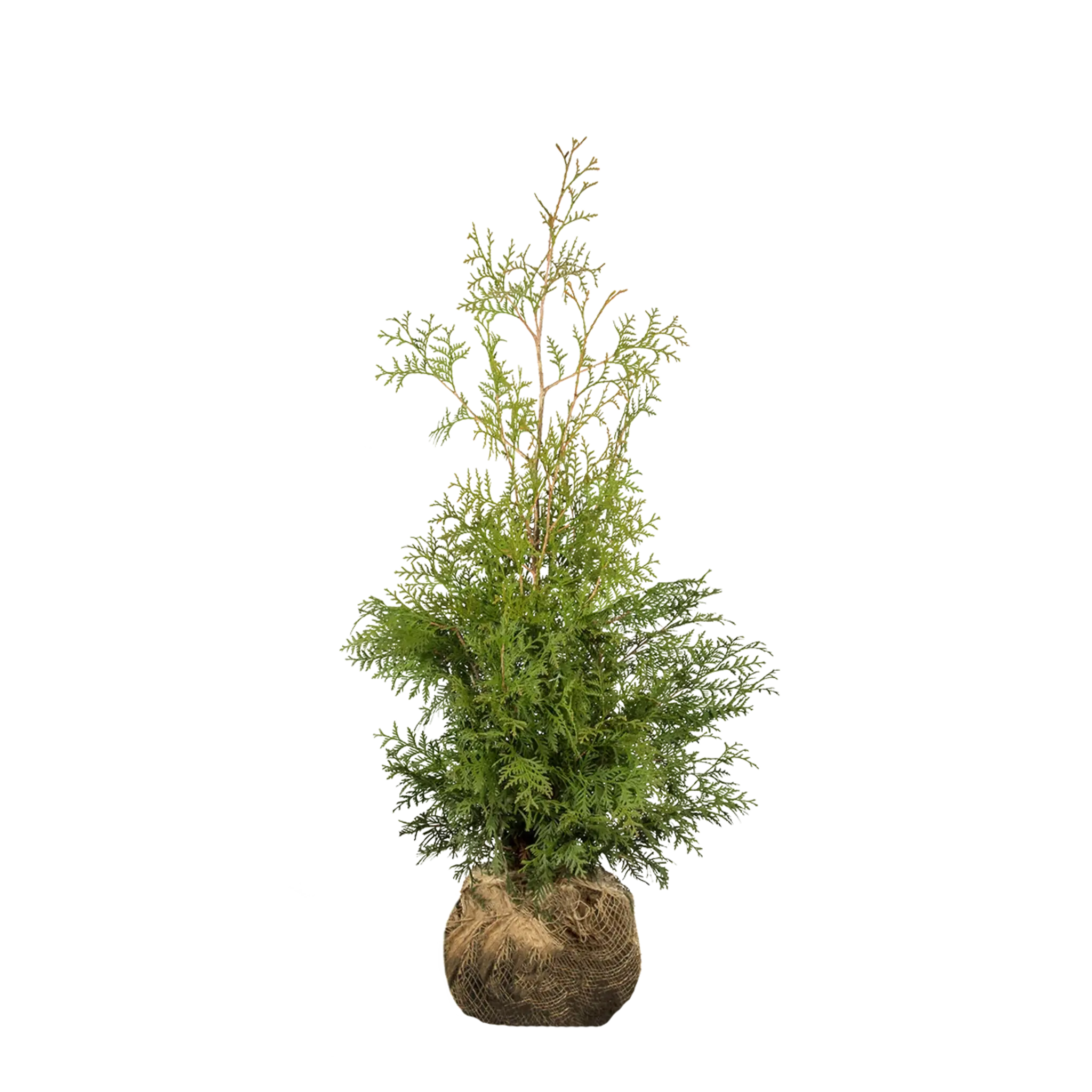 Thuja Brabant