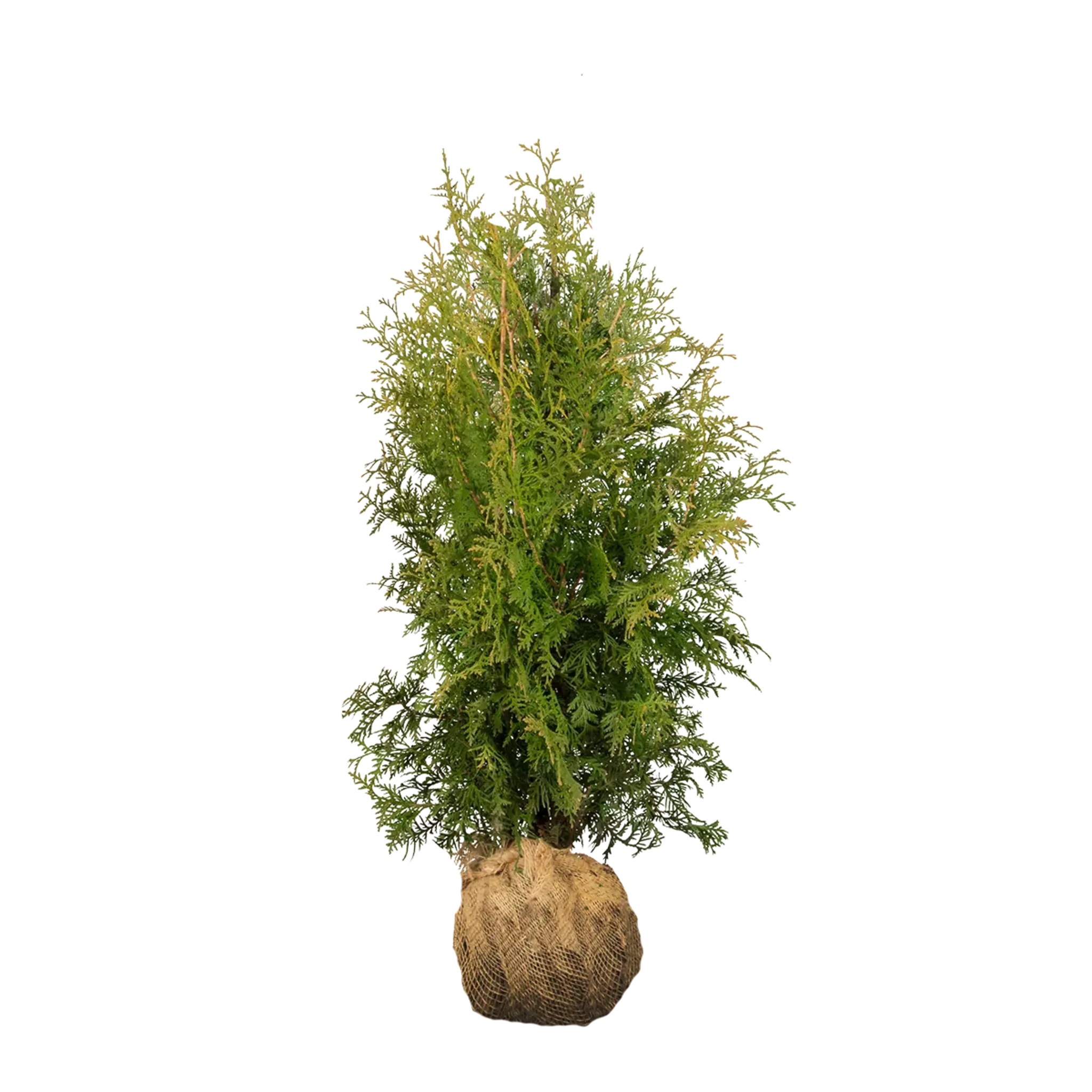 Thuja Brabant