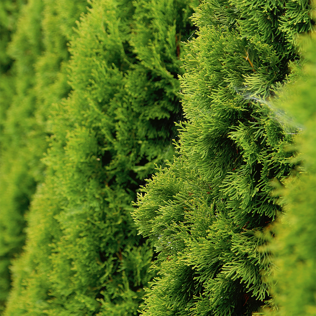 Thuja