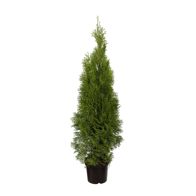 Thuja Smaragd