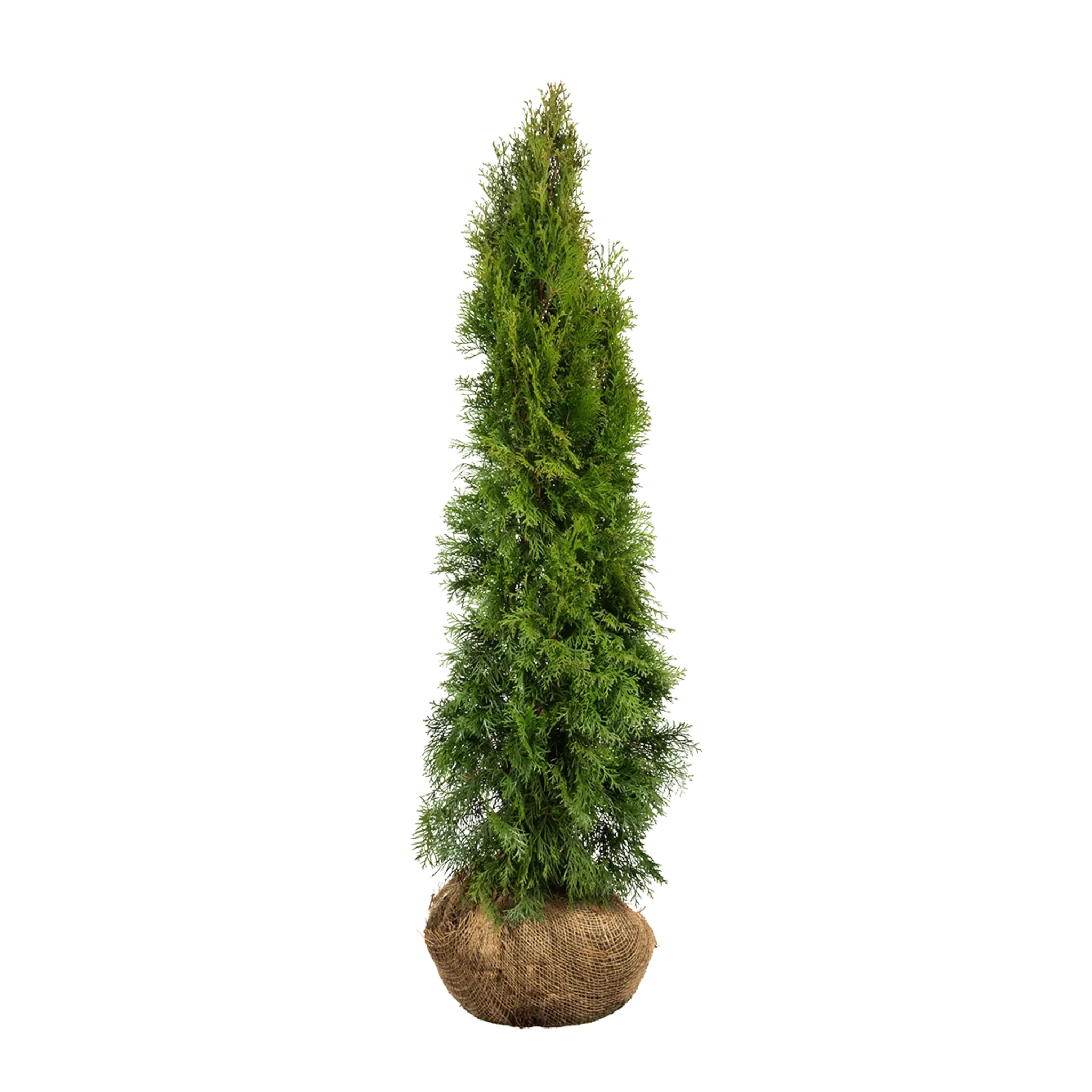 Thuja Smaragd