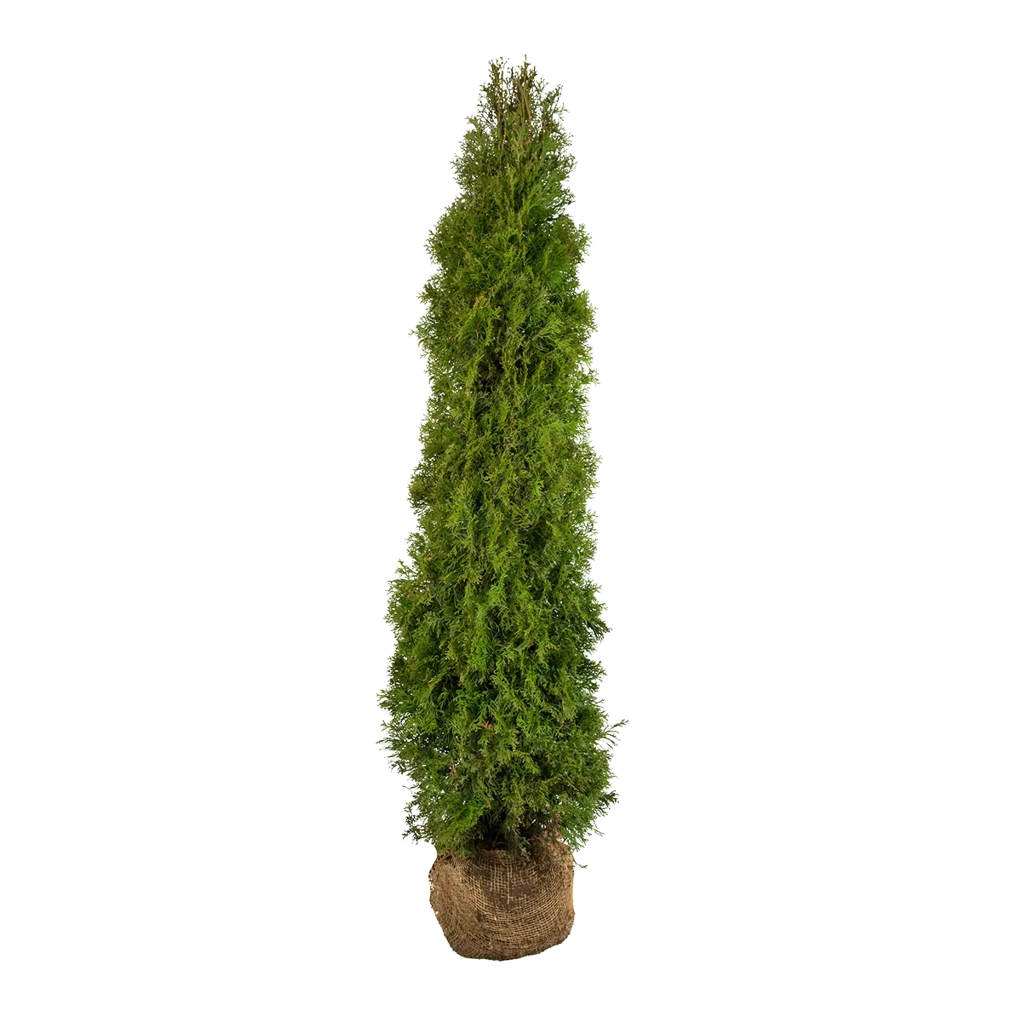 Thuja Smaragd