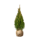 Thuja Smaragd