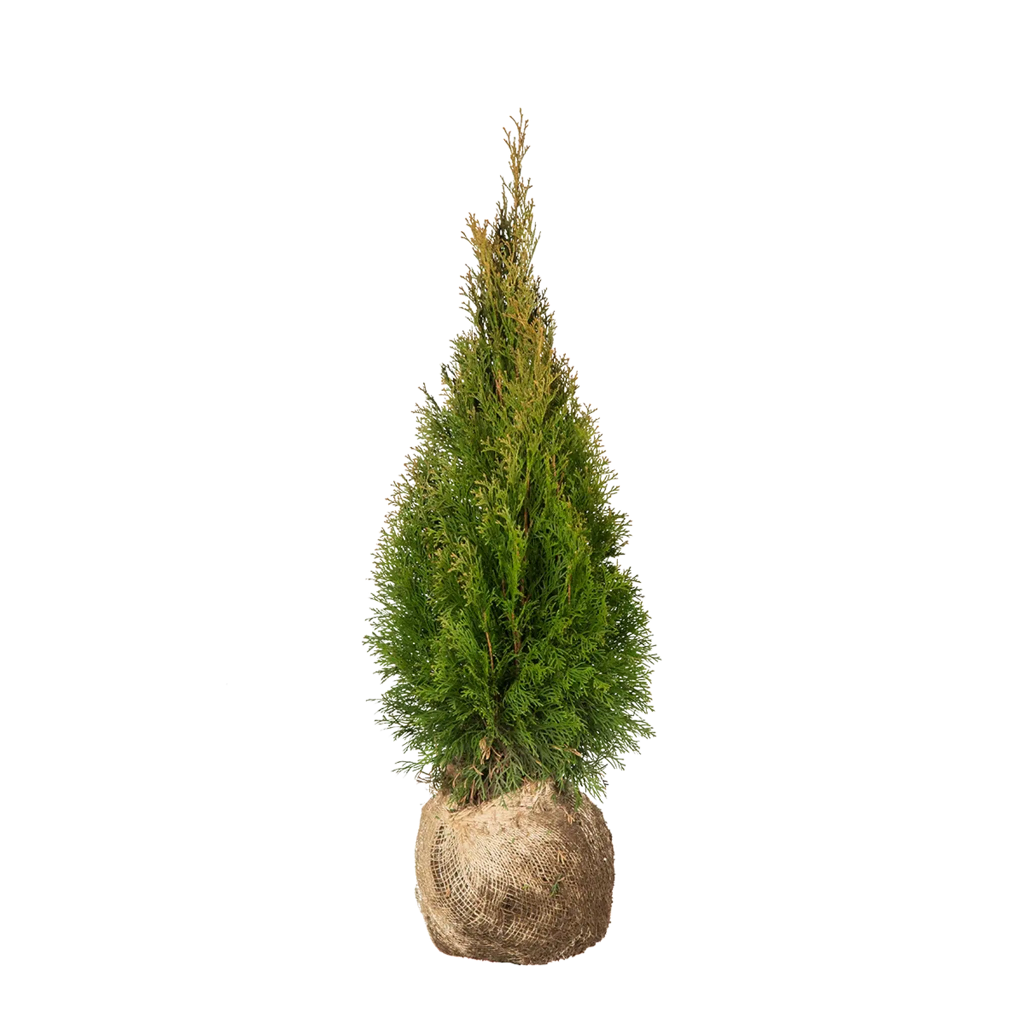 Thuja Smaragd