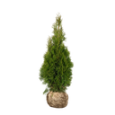 Thuja Smaragd