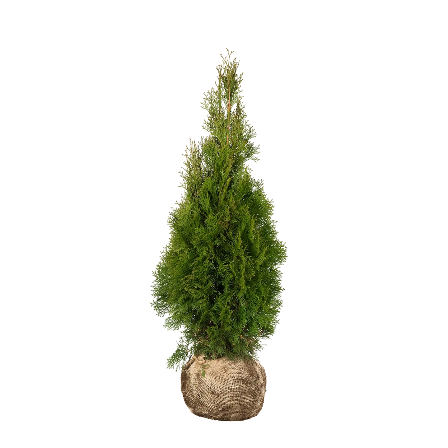 Thuja Smaragd