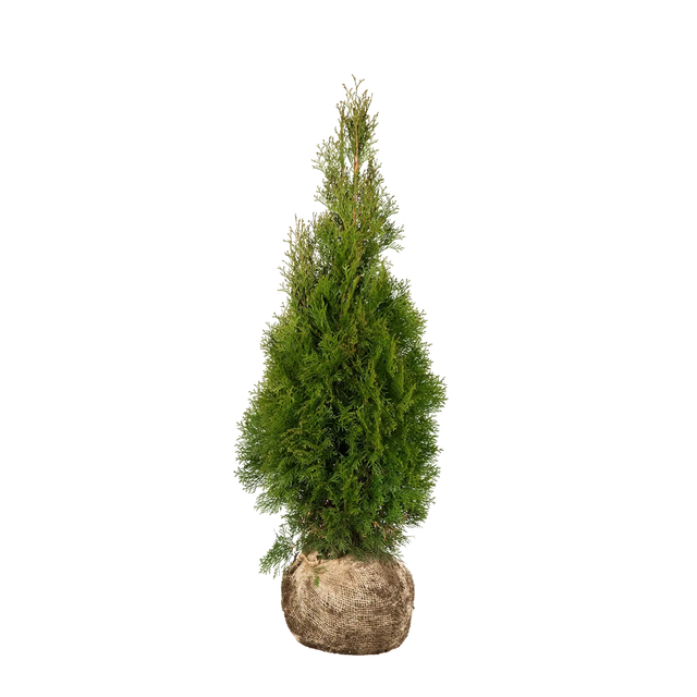 Thuja Smaragd