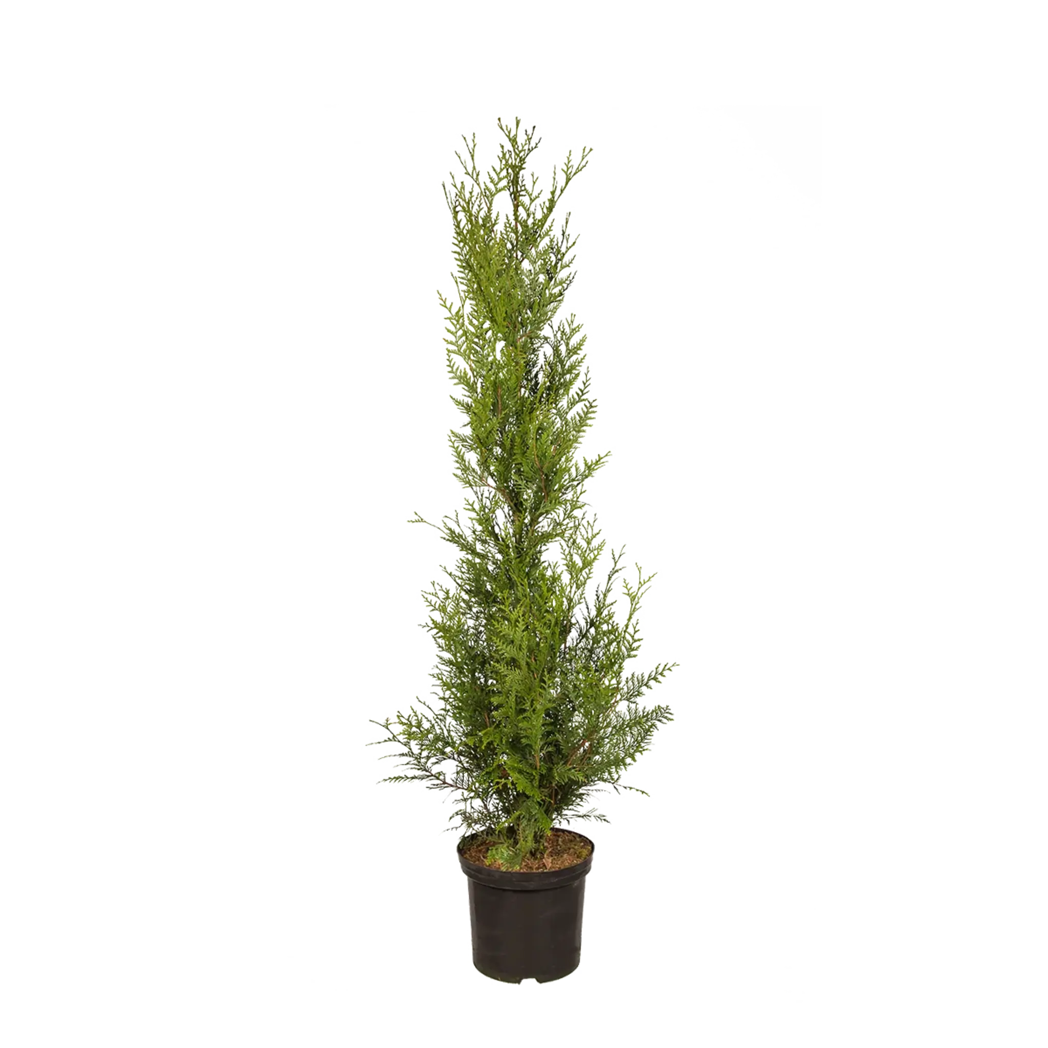 Thuja Atrovirens