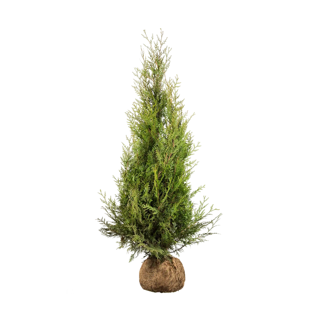 Thuja Atrovirens