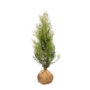 Thuja Atrovirens