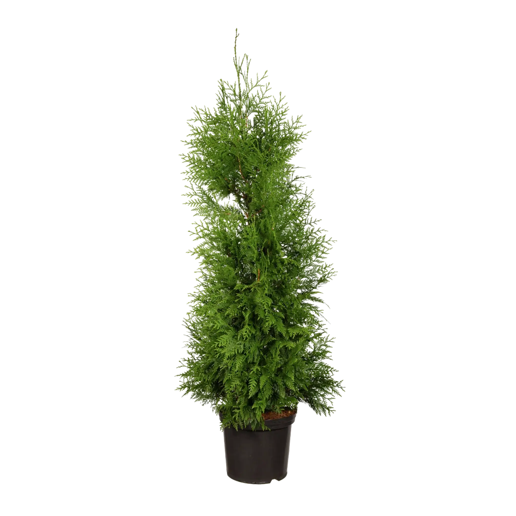 Thuja Excelsa