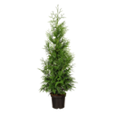 Thuja Excelsa