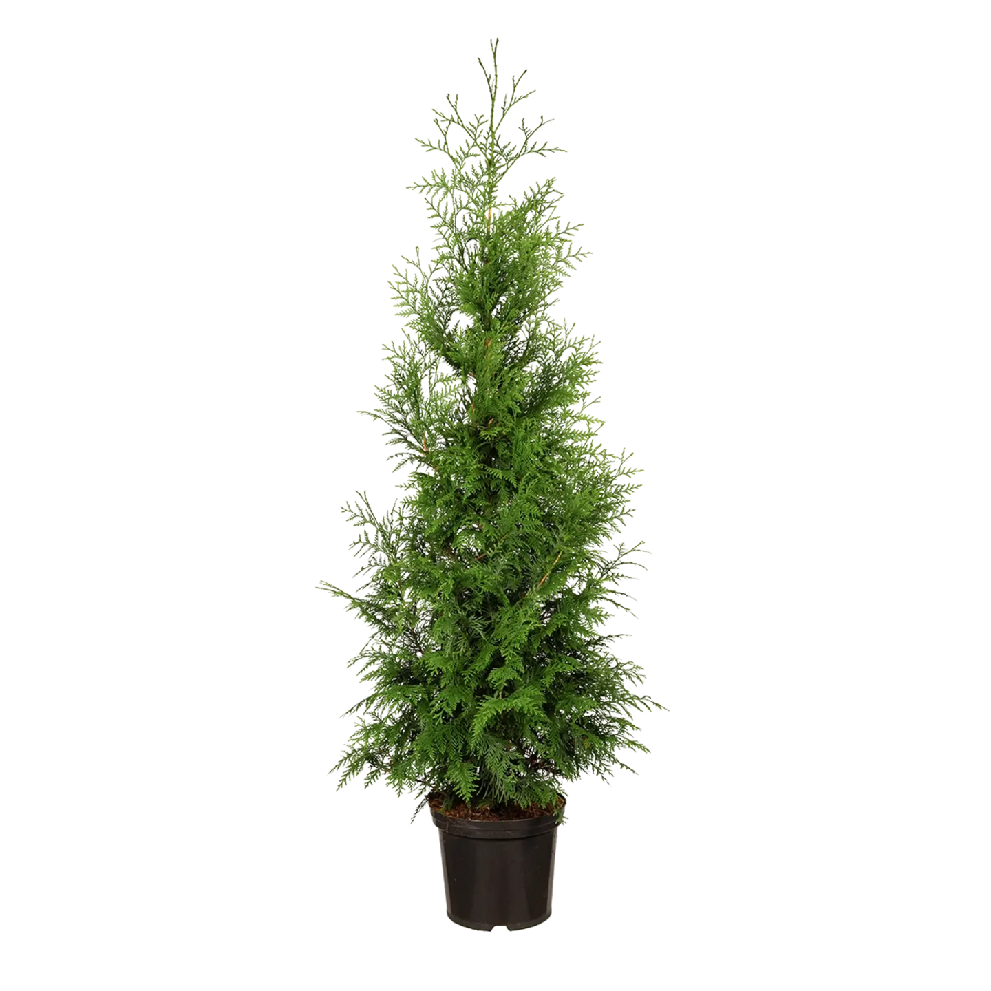 Thuja Excelsa