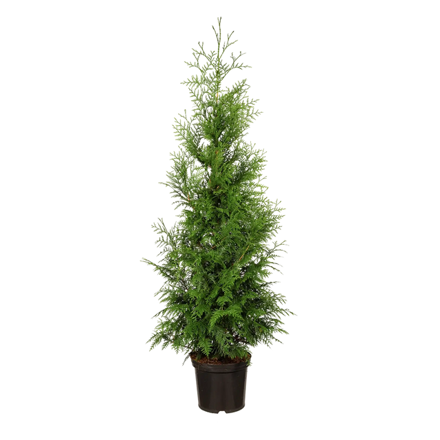 Thuja Excelsa