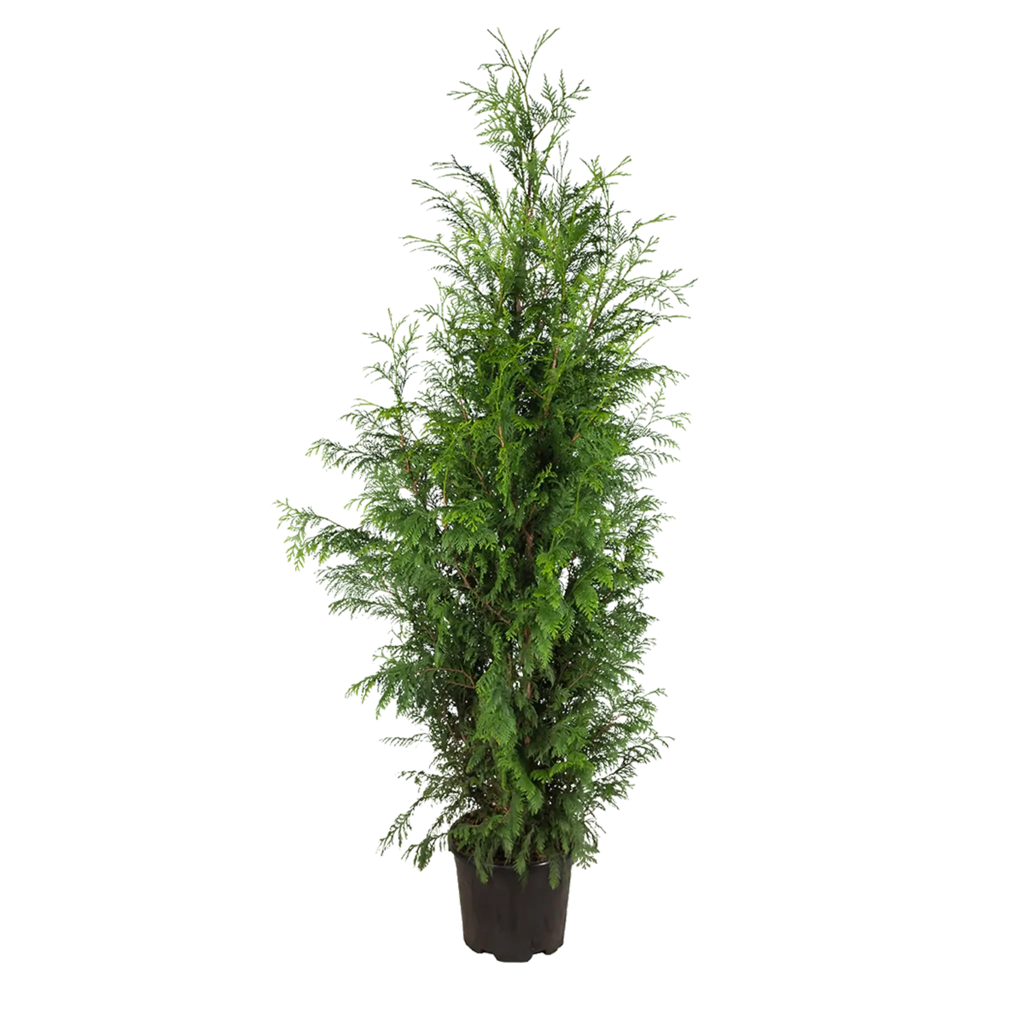 Thuja Excelsa