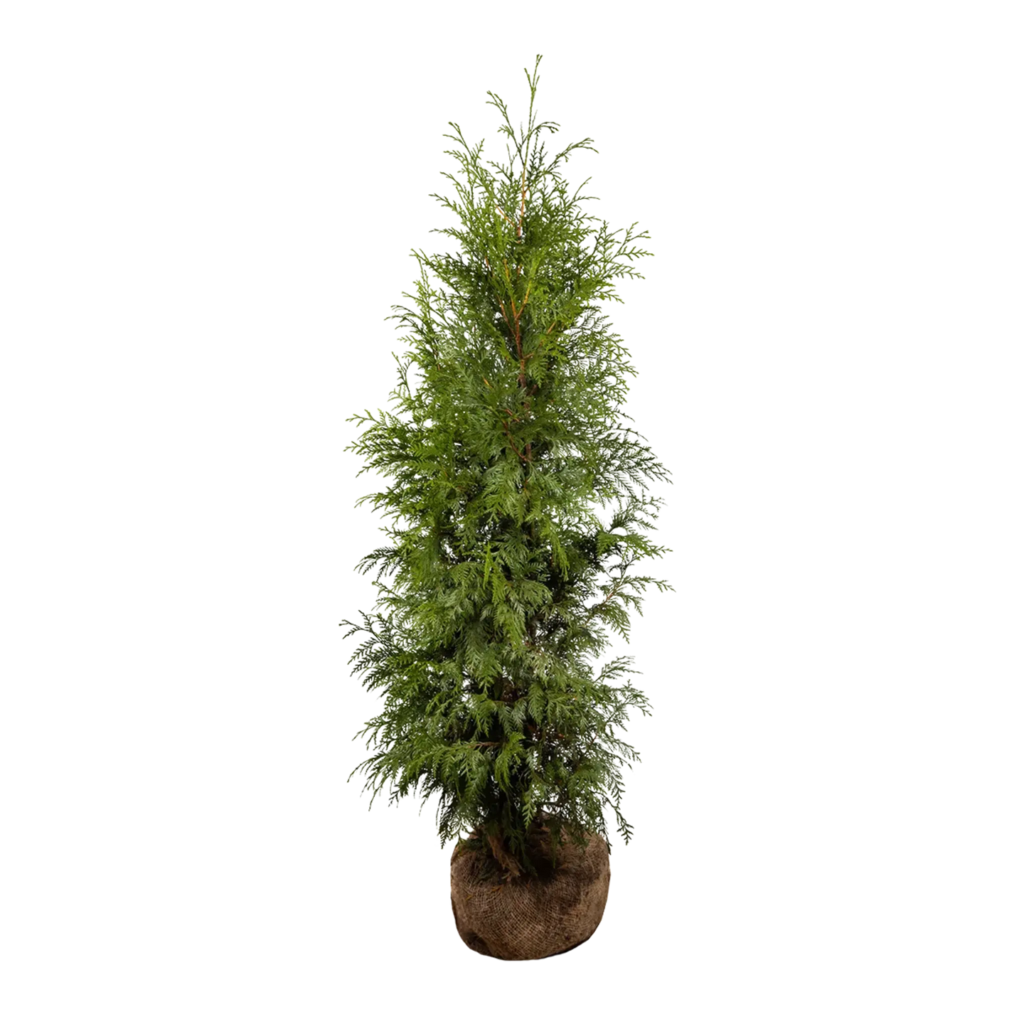 Thuja Excelsa