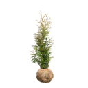 Thuja Excelsa