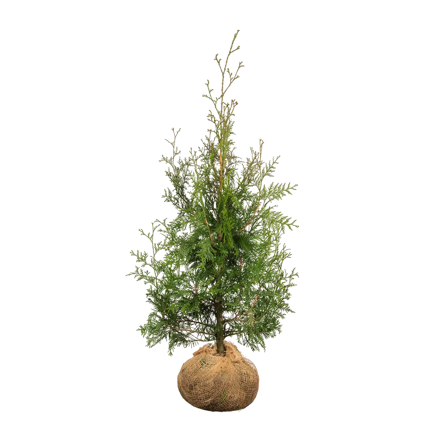 Thuja Excelsa