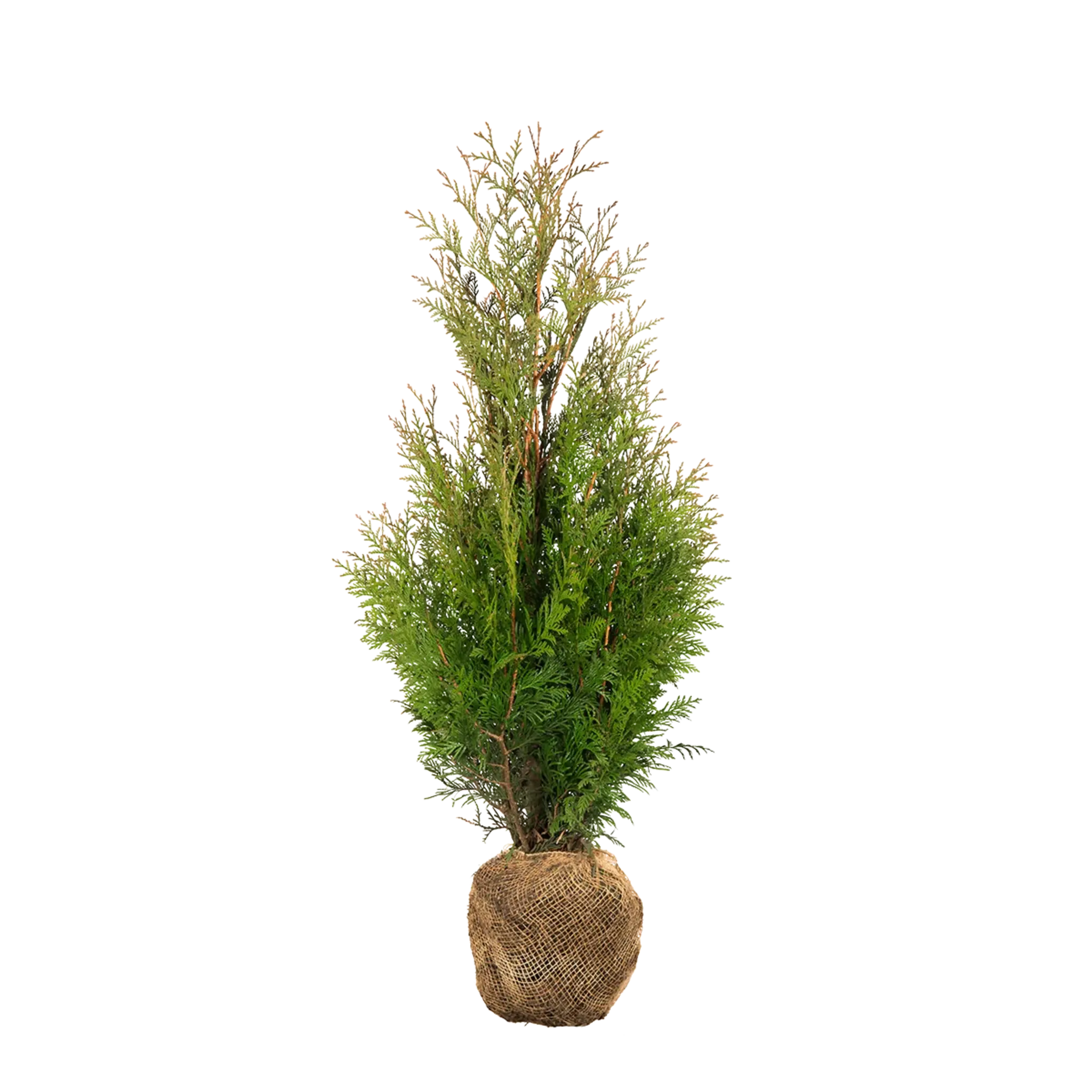 Thuja Martin