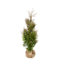 Thuja Martin