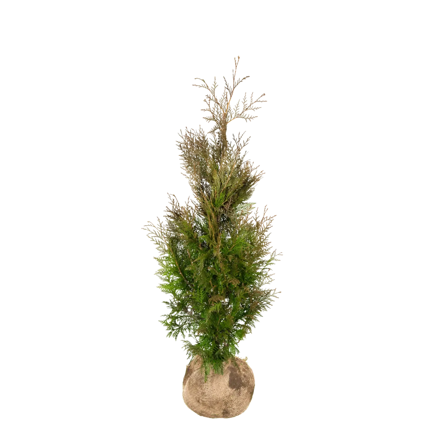 Thuja Martin