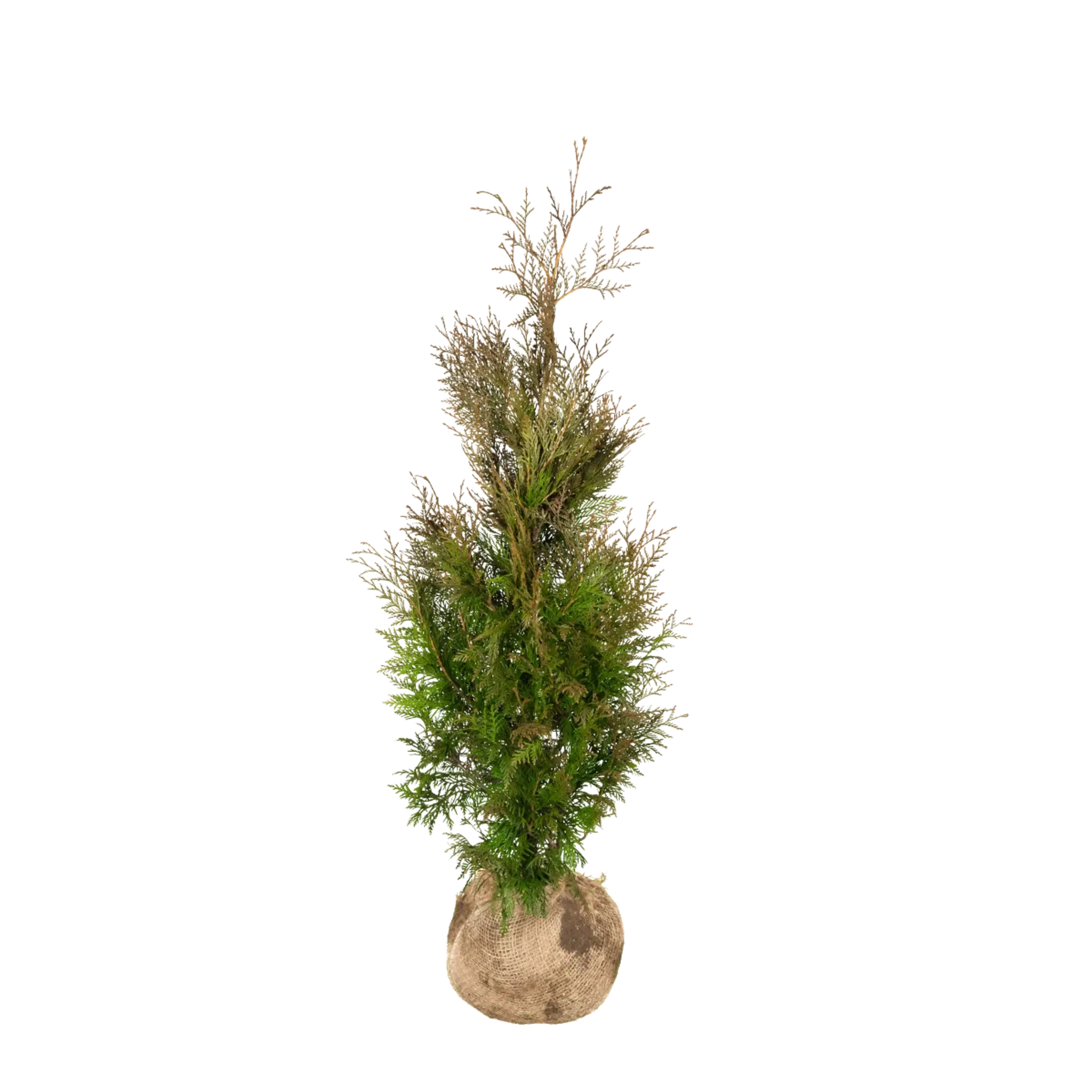 Thuja Martin