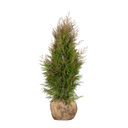 Thuja Martin