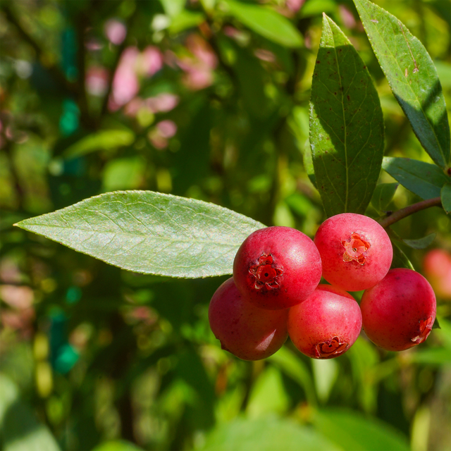 Blauwe bes 'Pink Lemonade'