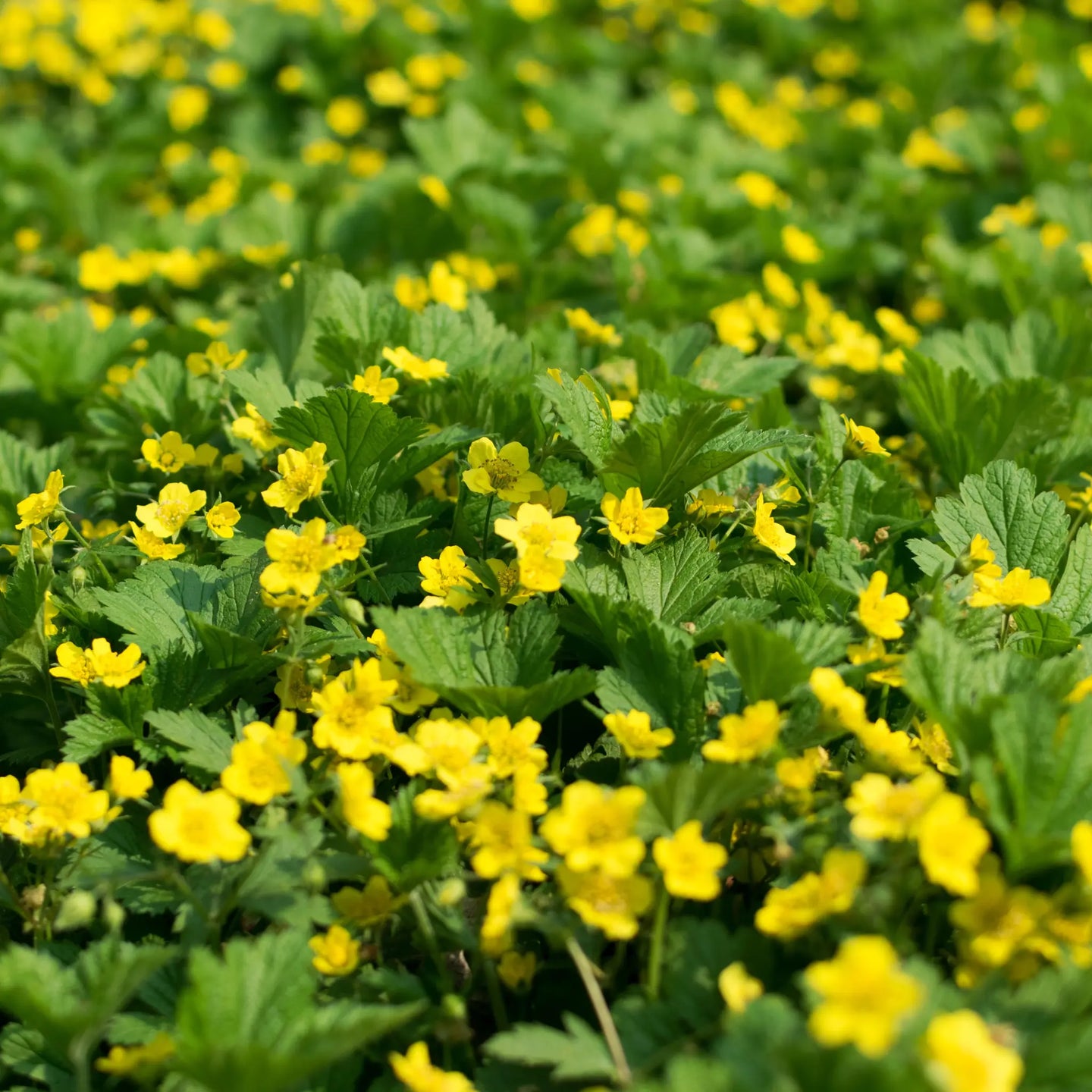 Waldsteinia, gele aardbei