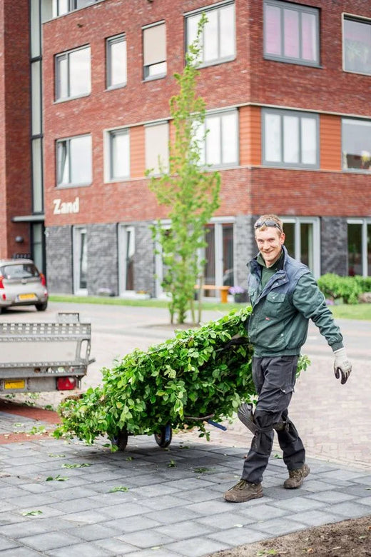 Hardhouten paal (voor hagen van 200 - 220 cm)