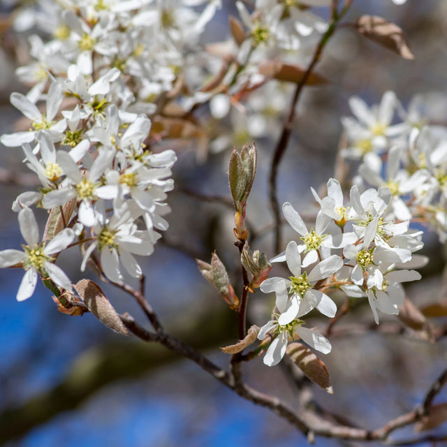 Krentenboom