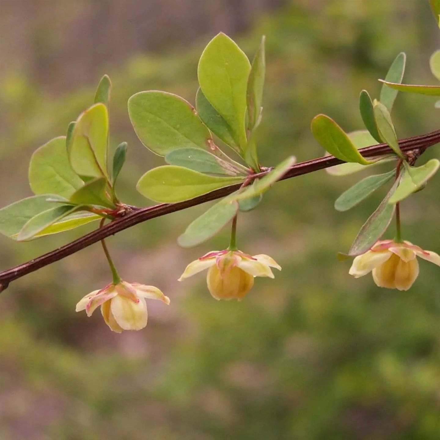 Groene berberis