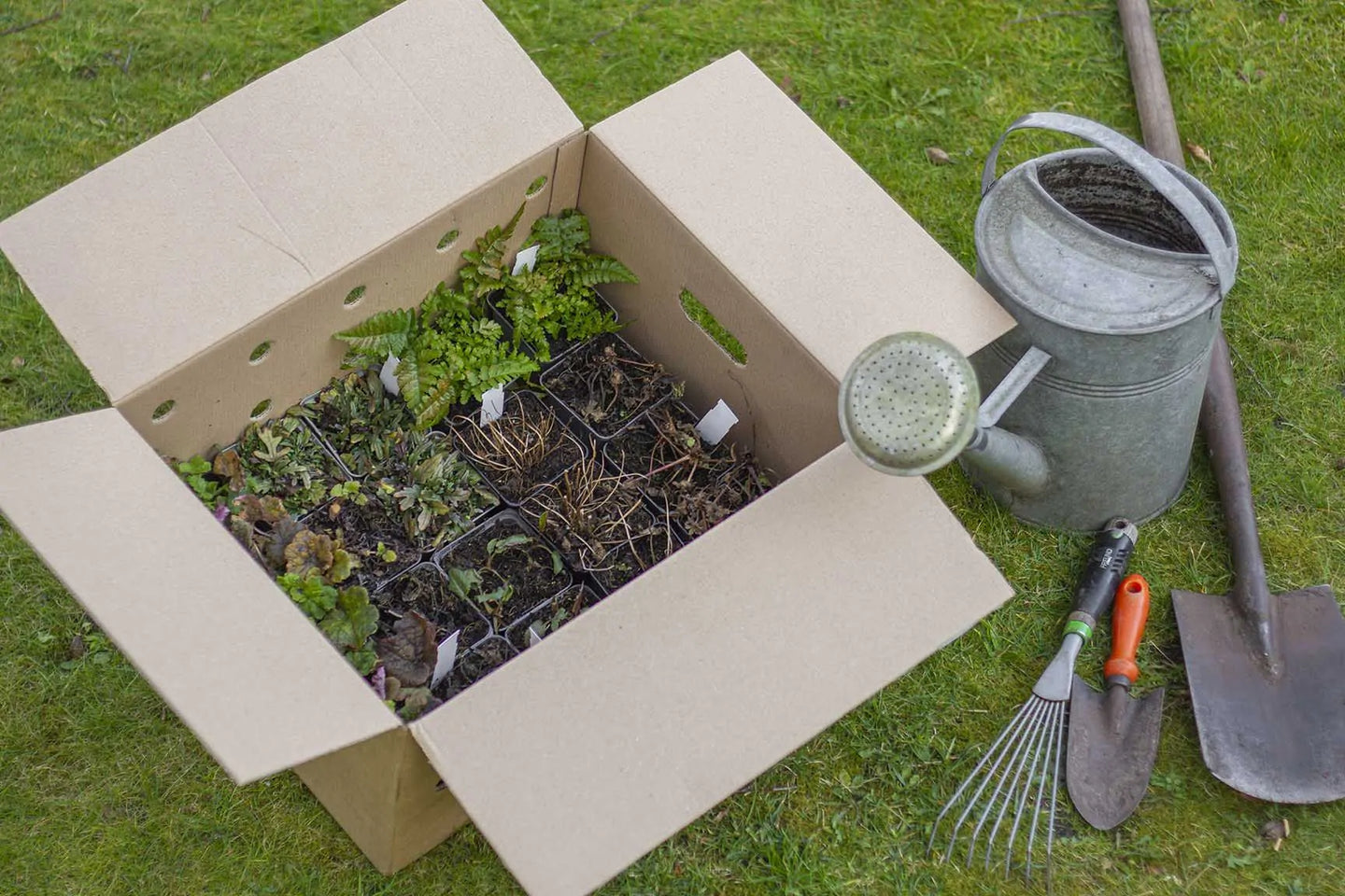 Borderpakket bladplanten