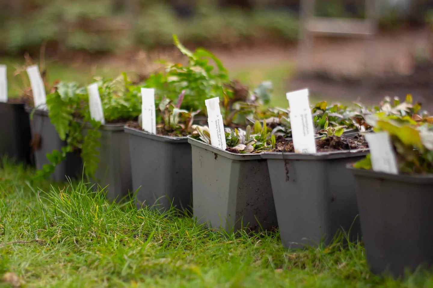 Borderpakket bladplanten