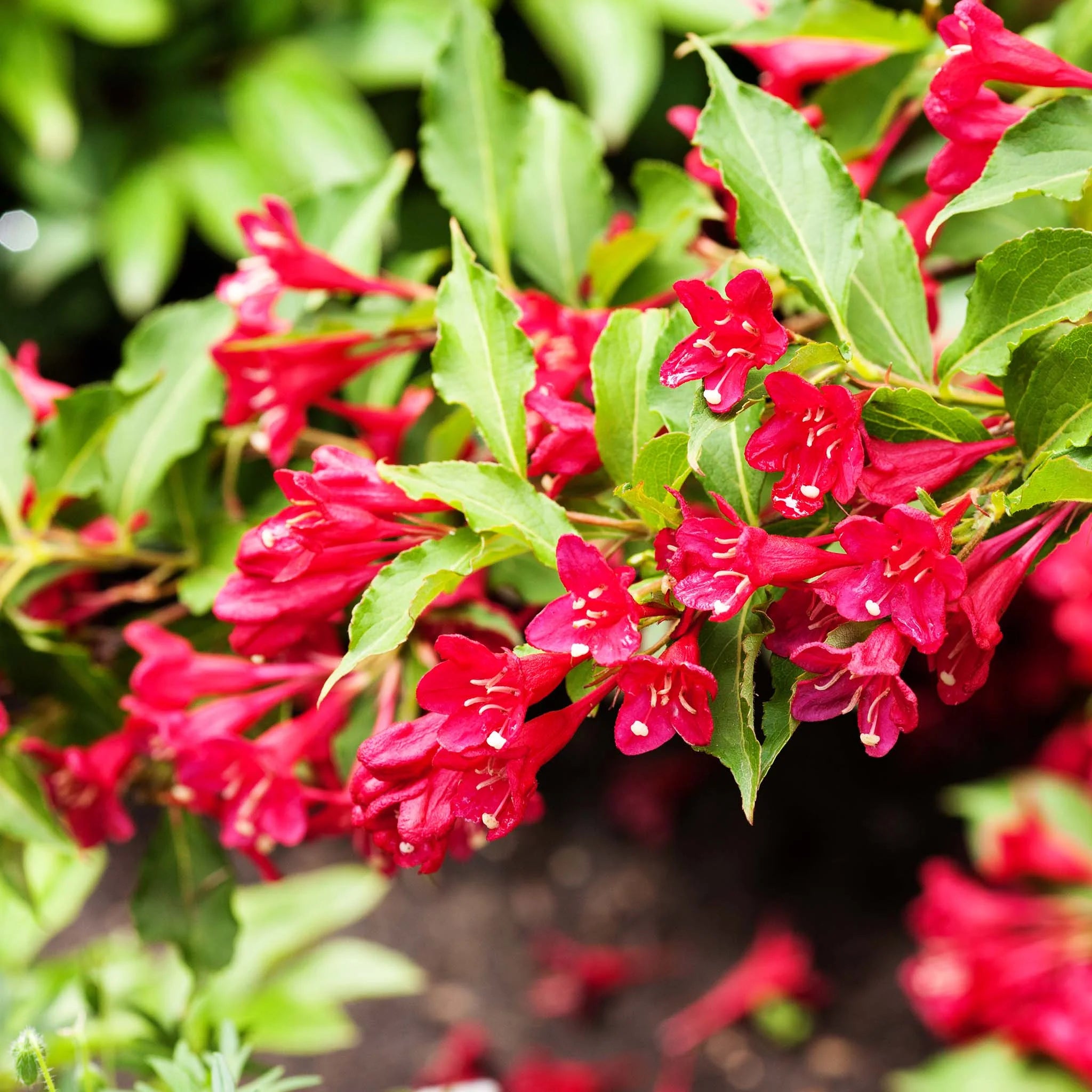 Weigela Bristol Ruby