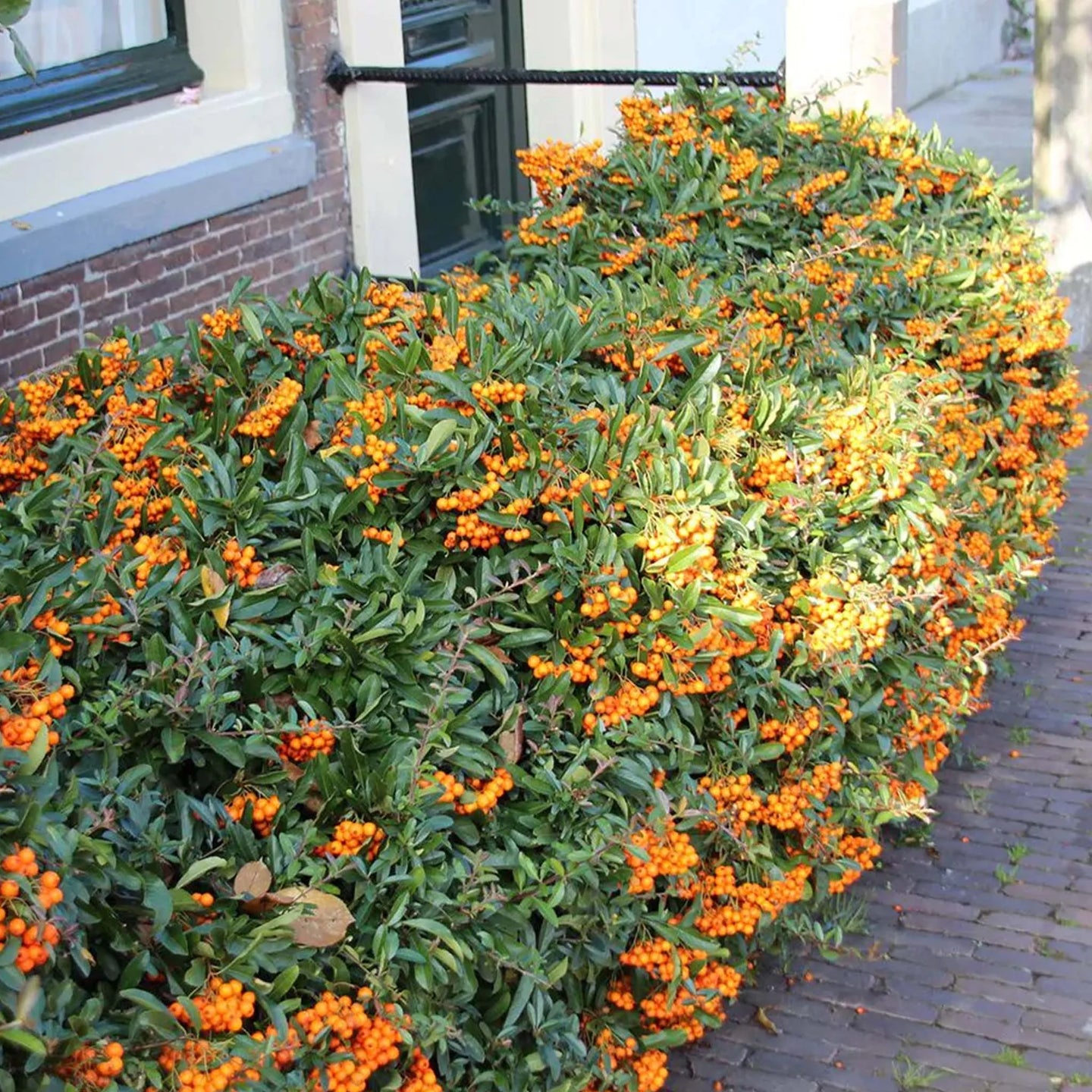 Oranje vuurdoorn