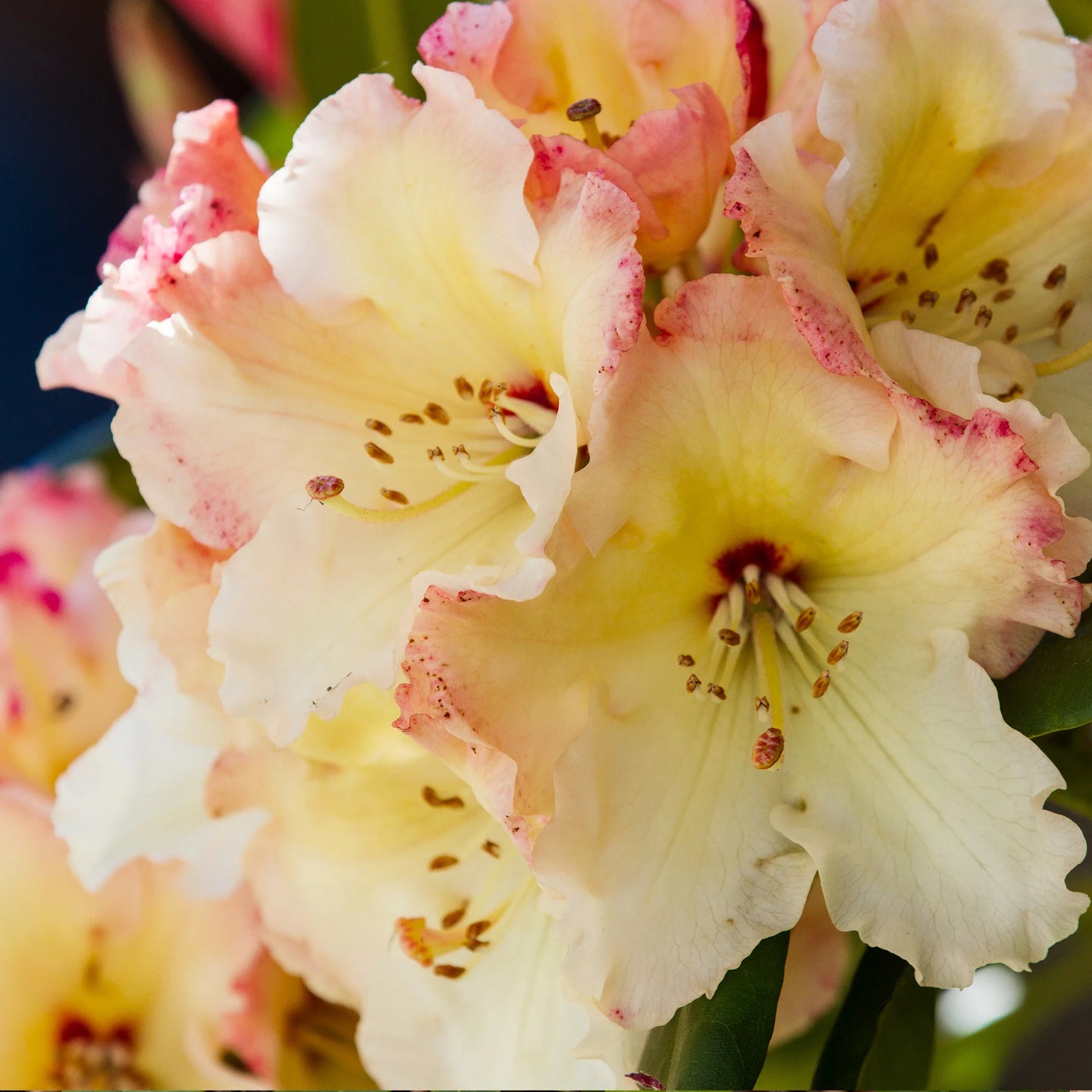 Rhododendron Horizon Monarch