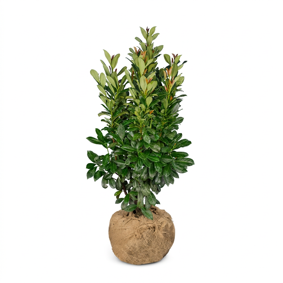 Laurier Bonaparte met kluit 100-125 cm