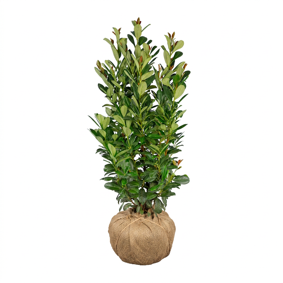 Laurier Bonaparte met kluit 125-150 cm