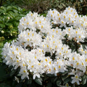 Rhododendron Madame Masson