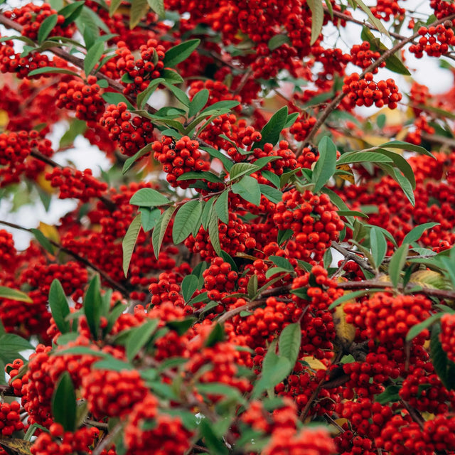 Vuurdoorn Dart's Red