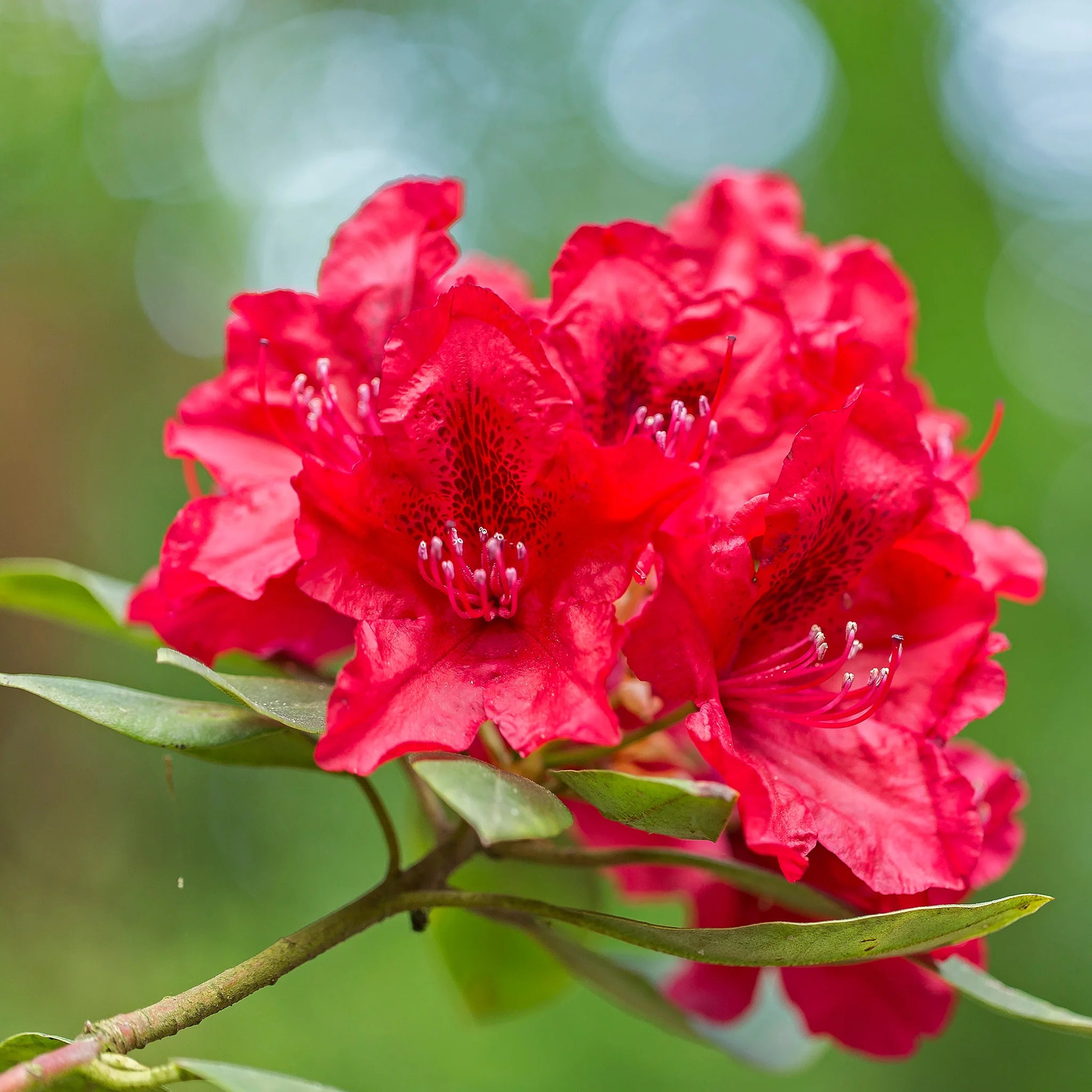 Rhododendron Red Jack