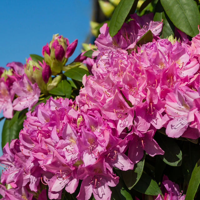 Rhododendron Roseum Elegans