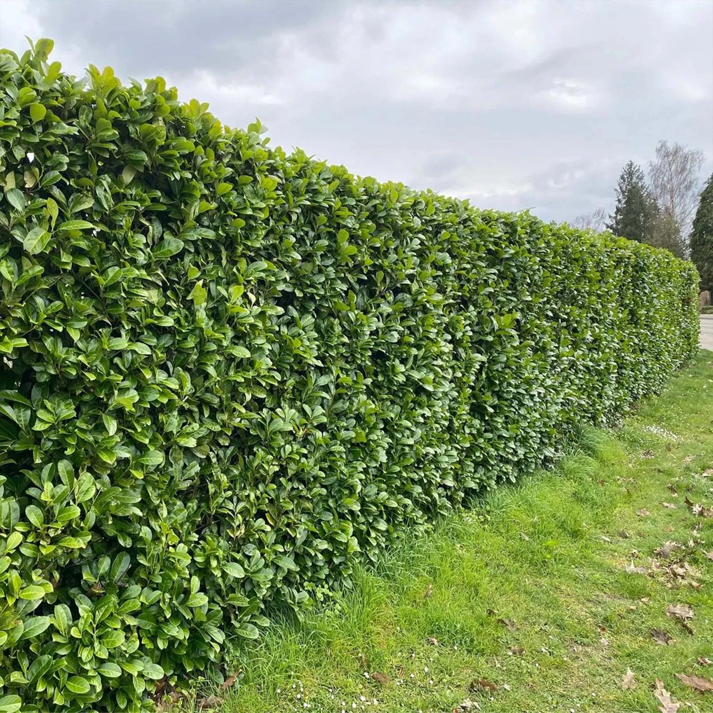 Laurier Rotundifolia