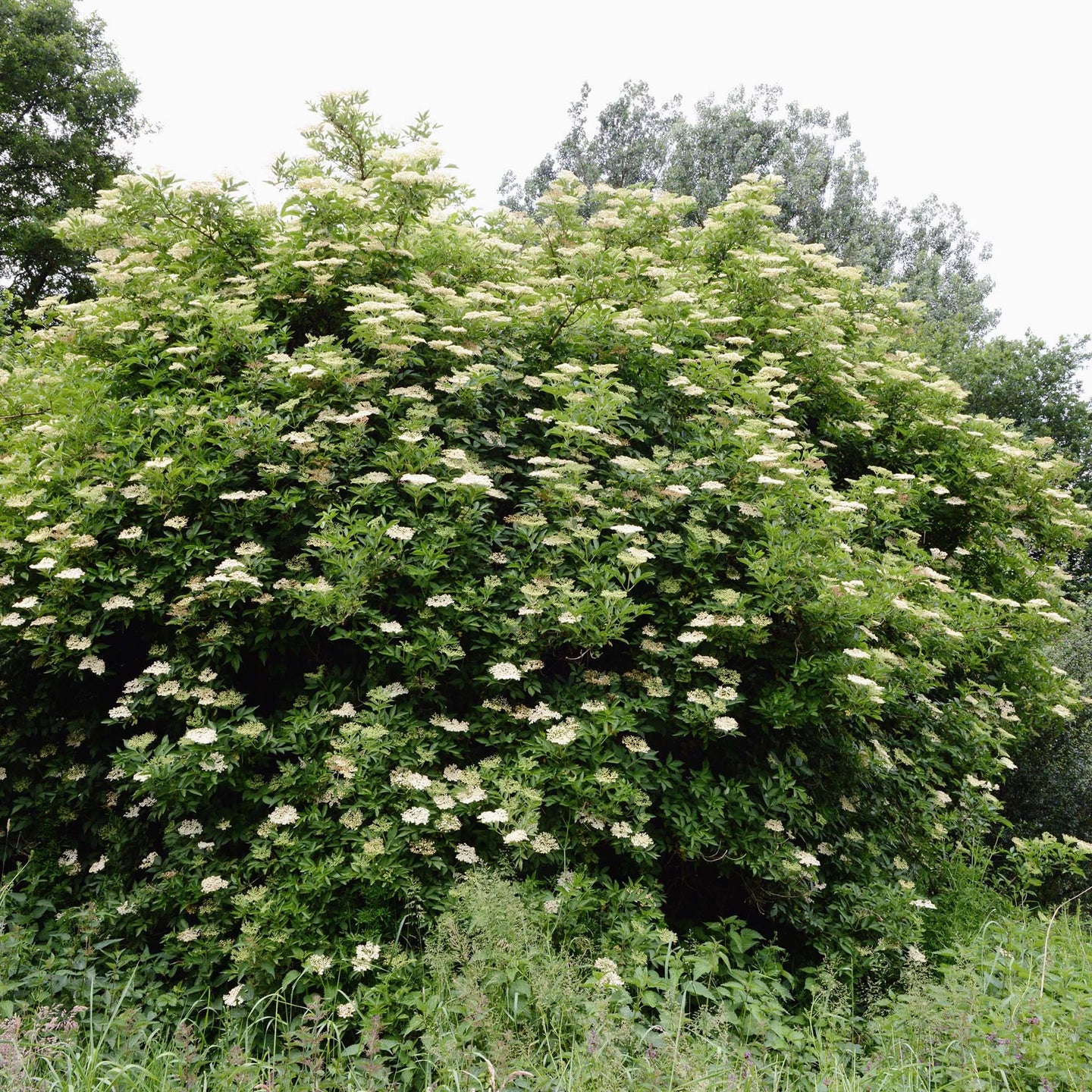 Vlierbes (zwarte vlier)