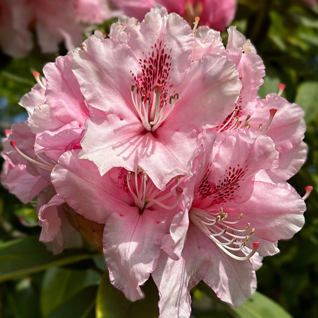 Rhododendron Virginia Richards