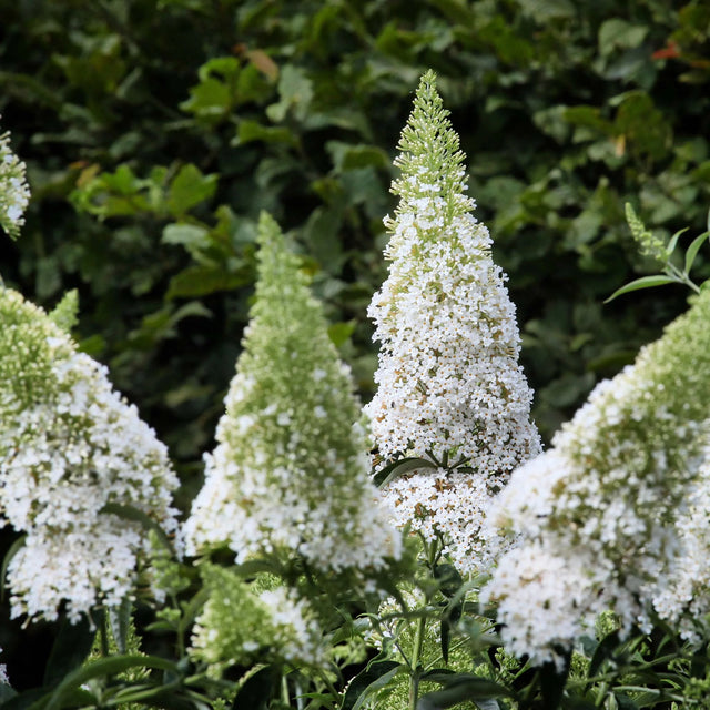 Vlinderstruik White Profusion